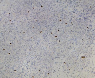 1574411717177368.png x_69f5226879 (1).png