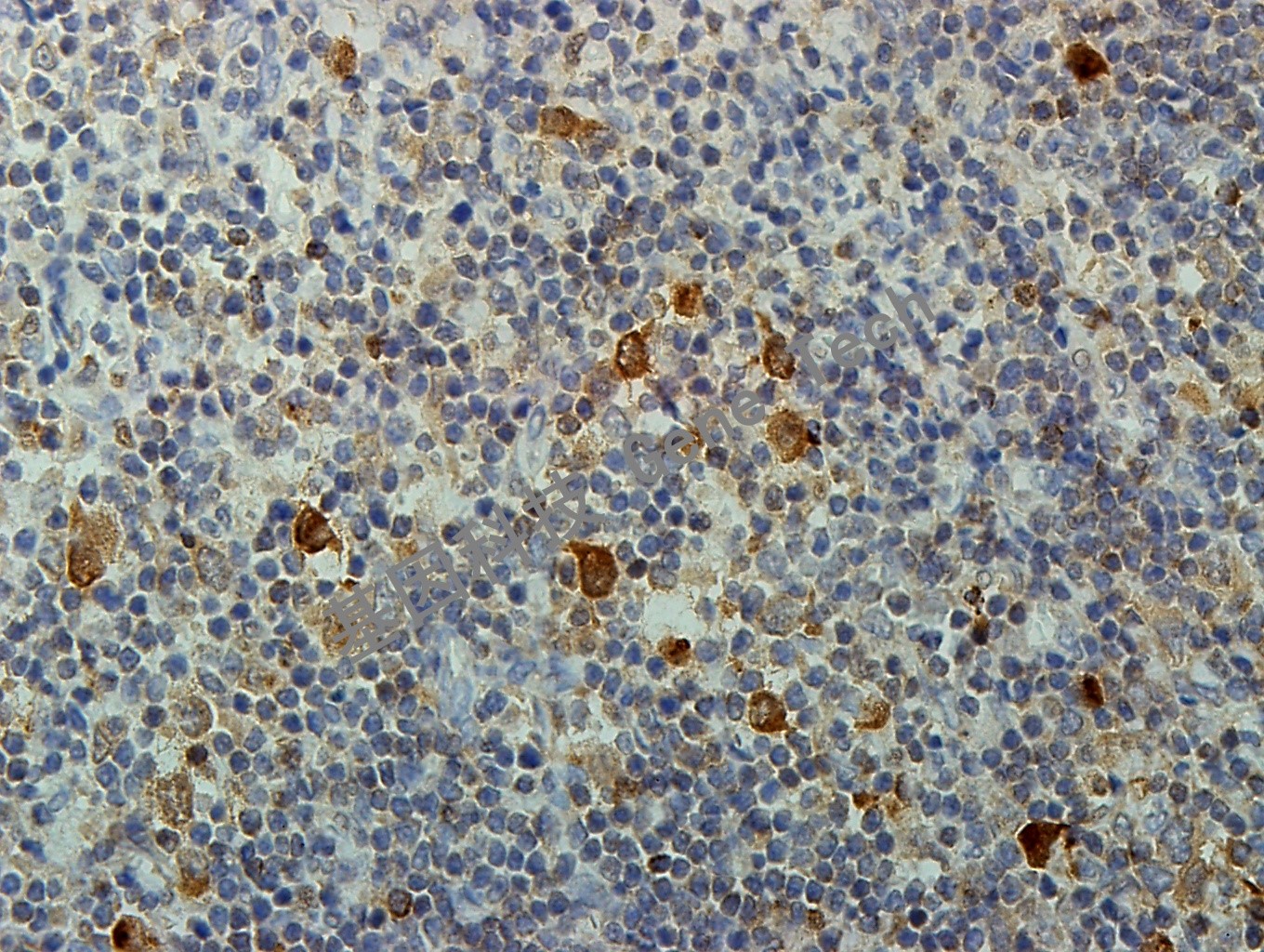 1616898364116205.jpg 1616898364116205.jpg