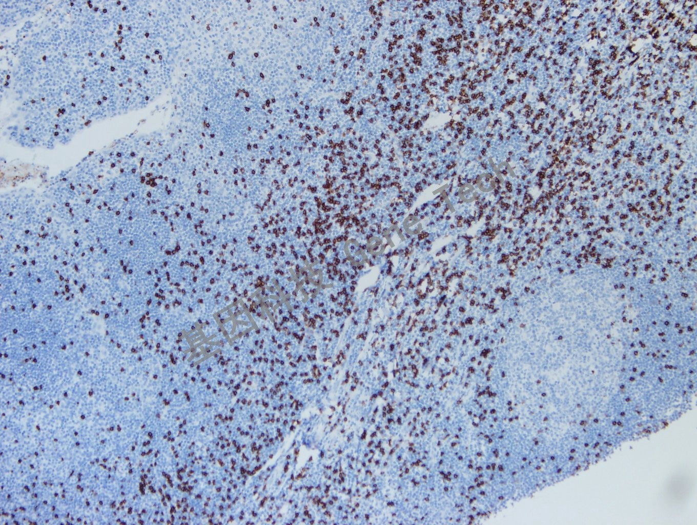 1617016316182216.jpg 1617016316182216.jpg