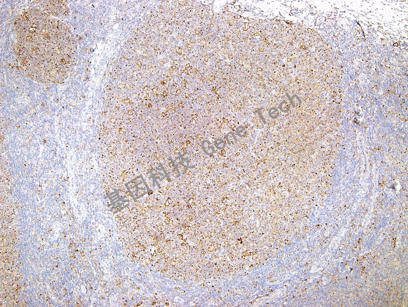 1617871345570918.jpg 1617871345570918.jpg