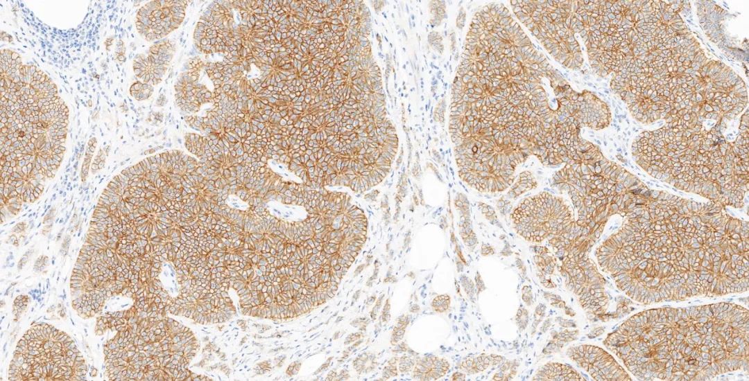 1651131298126640.jpg 640.jpg