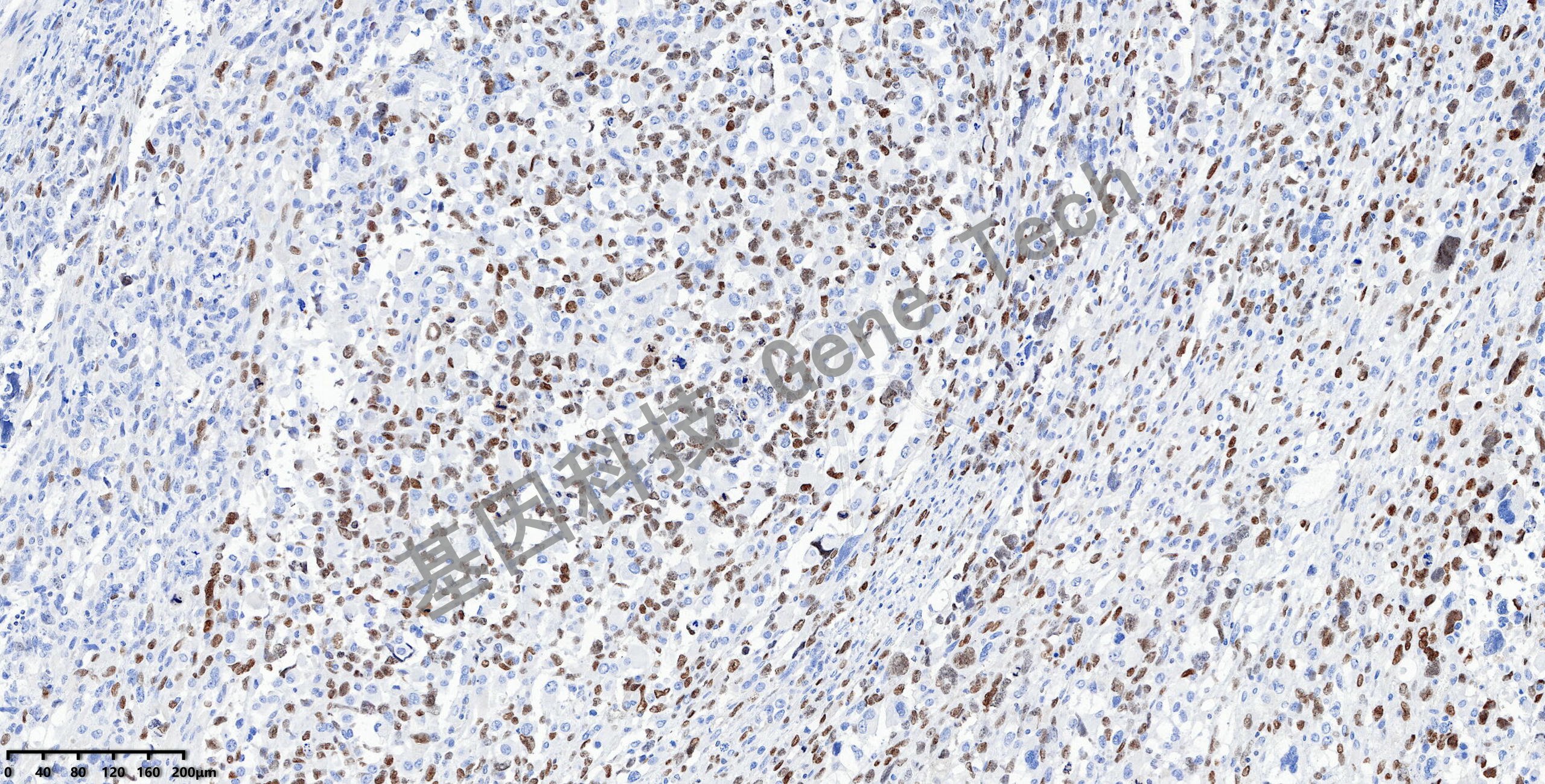 1724682891136030.jpg 1724682891136030.jpg